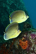 Chaetodon guttatissimus Papillon mouchete-Mahe Lighthous cap ternay-19m-20190609-Denis-ADER-DSC_8039_tn